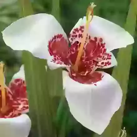 Alba Grandiflora